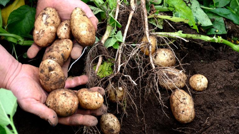 potatoes 