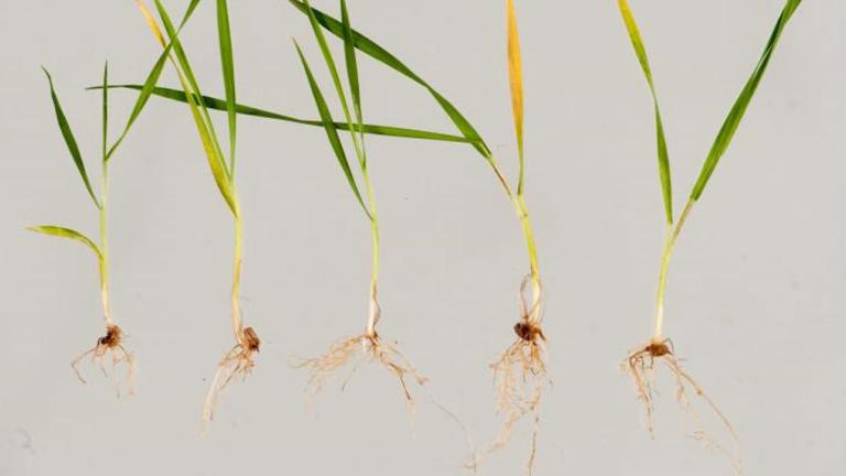 Wheat seedlings with rhizoctonia root rot expressed as spear-tipped roots.