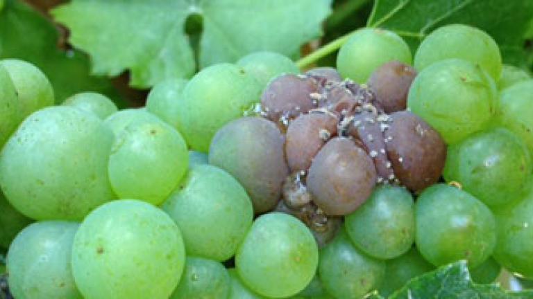 grapes with disease 