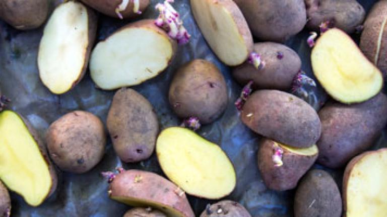 Potato seed tubers treated 