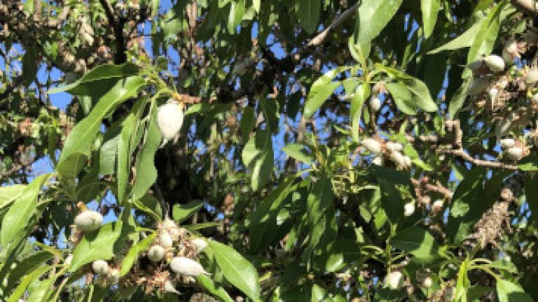 Seguri Flexi treated tree leaves up close
