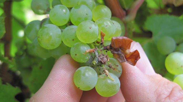 grape crop with insect damage