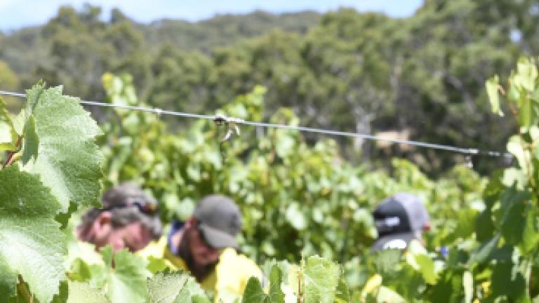 Grape vines