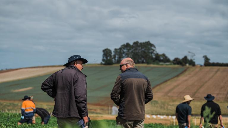 Potato Partners among crops