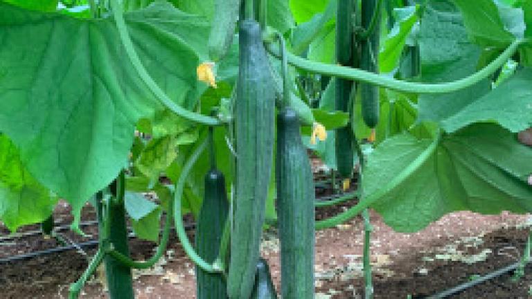 Aegeas cucumber