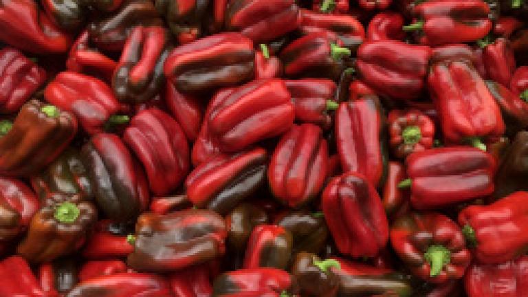 Bloodshot capsicum