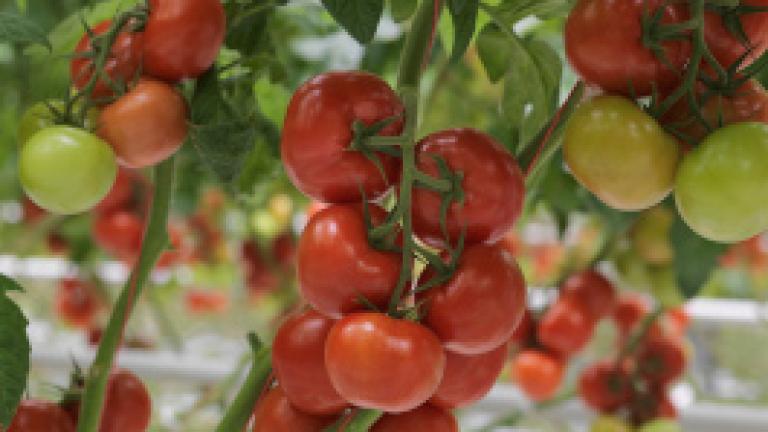 Clobogo tomato