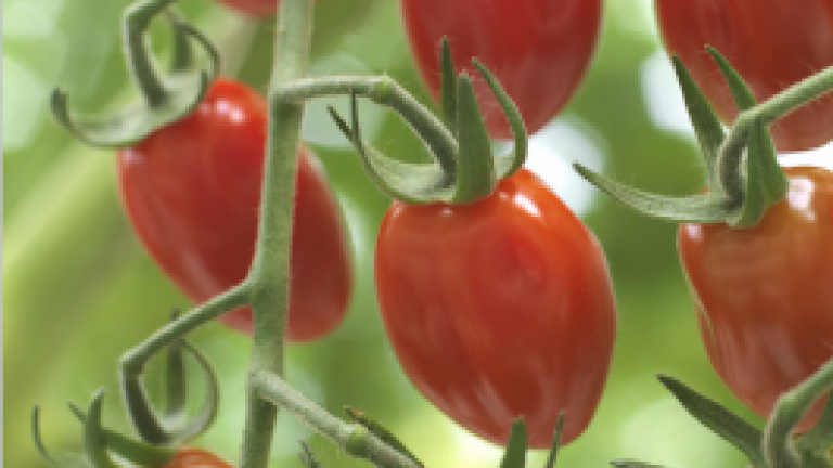 Duelle tomato
