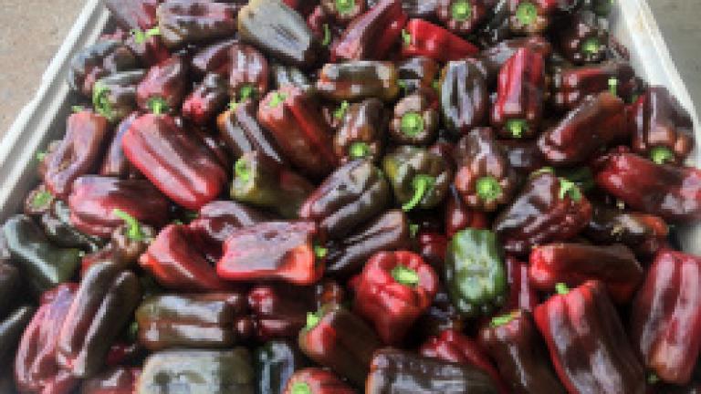 Infrared capsicum