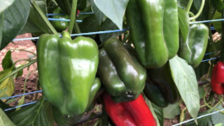 Joey capsicum