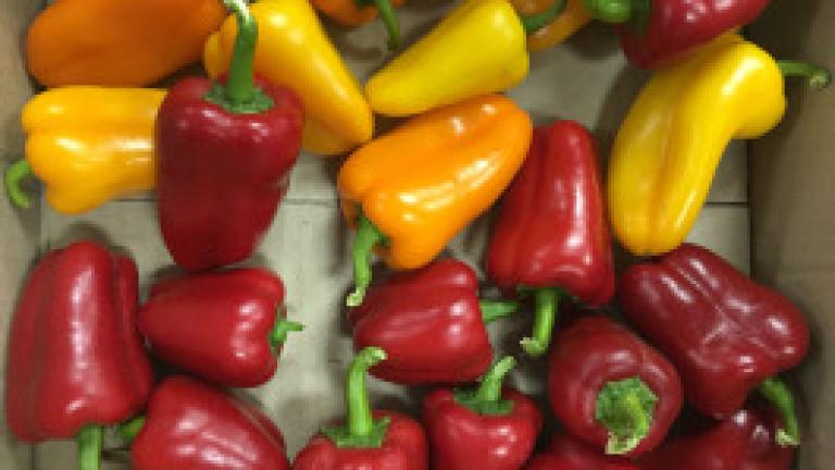 Owen Groote Royston capsicum