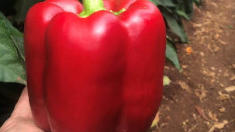 Oxley capsicum