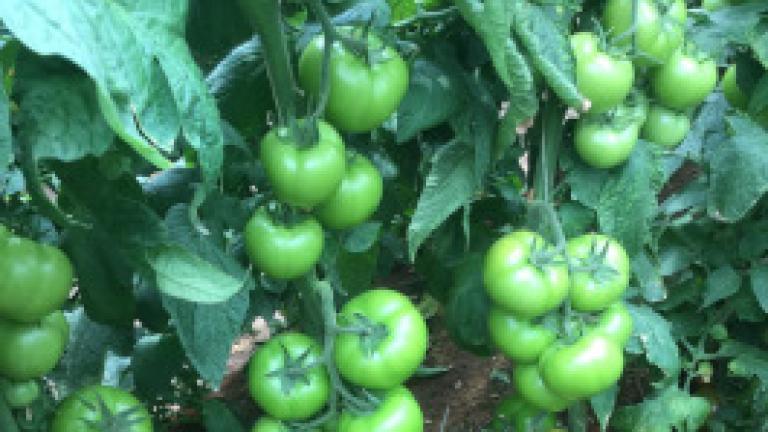 Paron Oxy tomato