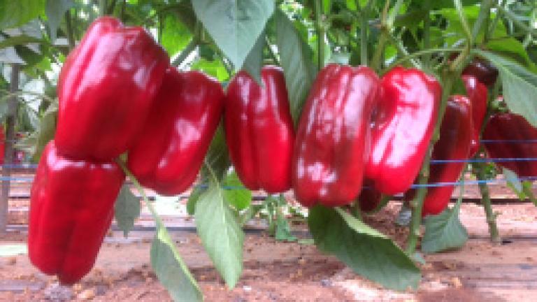 Remy capsicum