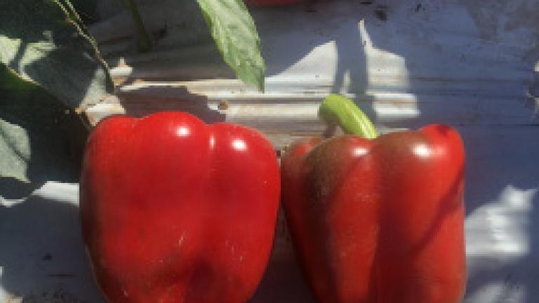 Fitzroy capsicum