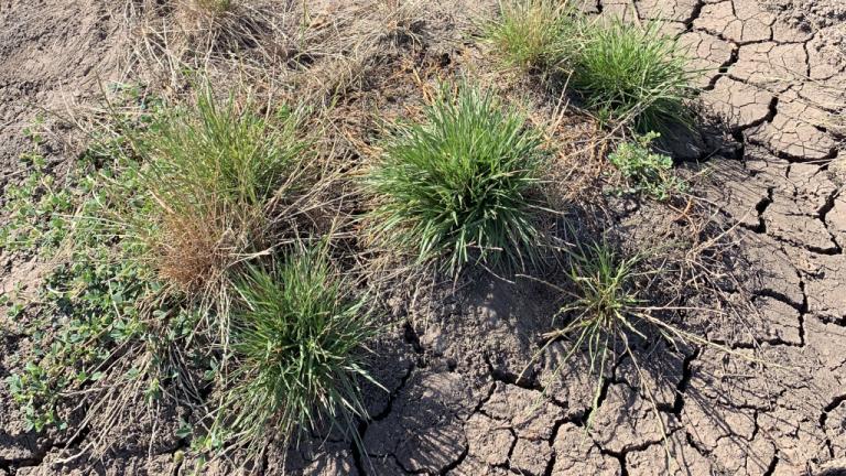 Annual Ryegrass