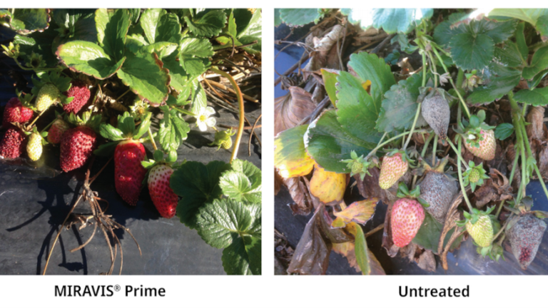 miravis prime in strawberries