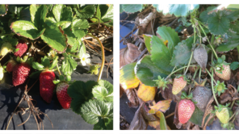Miravis Prime strawberries