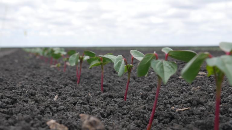 Cotton plants growing
