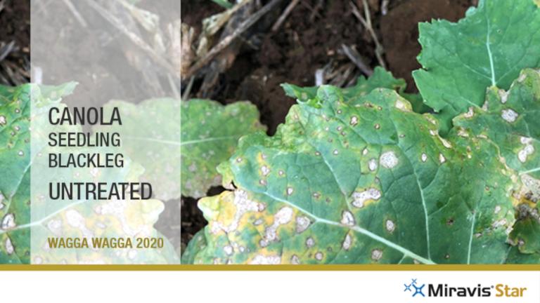 Miravis Star Canola Seedling Untreated
