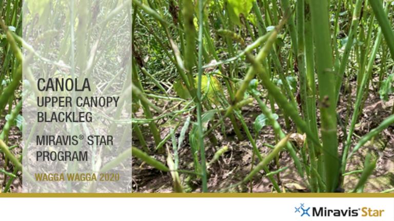 Miravis Star Canola Canopy Treated