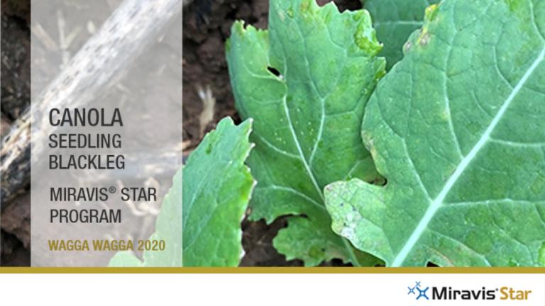 Miravis Star Canola Seedling Treated
