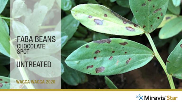 Miravis Star Faba Beans Untreated