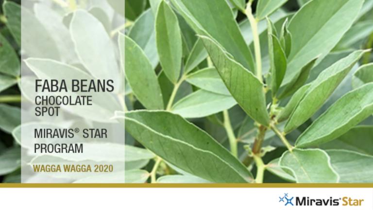 Miravis Star Faba Beans Treated