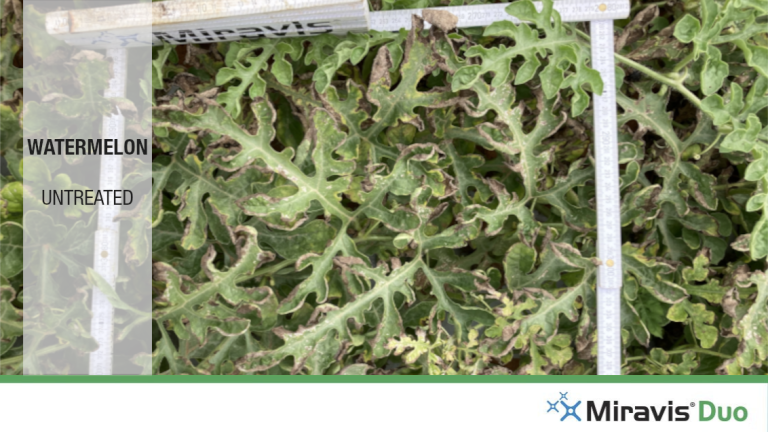 Miravis Duo Watermelon Untreated
