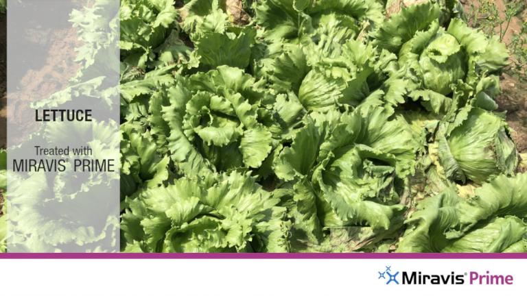 Miravis Prime Lettuce Treated