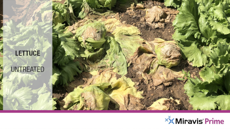Miravis Prime Lettuce Untreated
