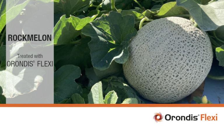 Orondis Flexi Rockmelon Treated