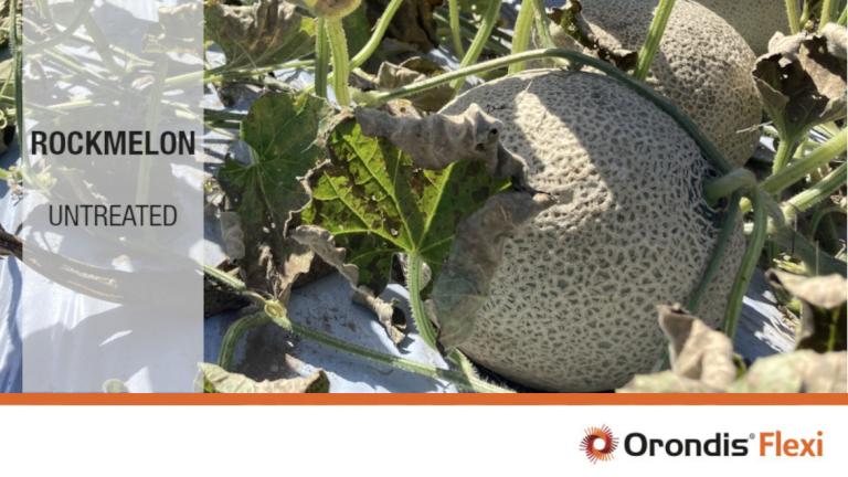 Orondis Flexi Rockmelon Untreated