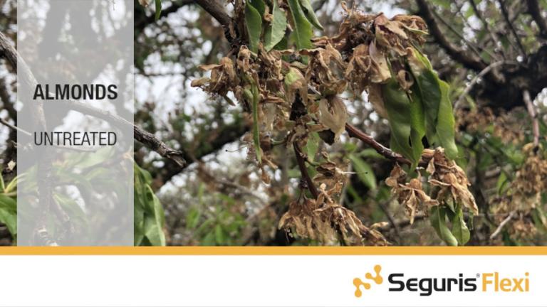 Seguris Flexi Almonds Untreated