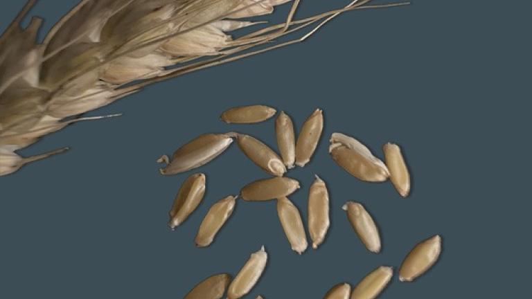 shrivelled grain screenings