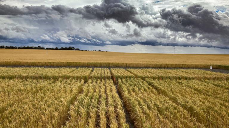 Syngenta crown rot trials