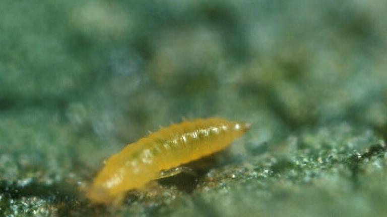 thrips larva on cucumber