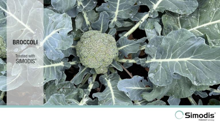 SIMODIS slider treated broccoli