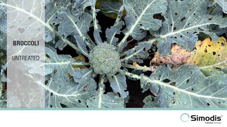 SIMODIS slider untreated broccoli