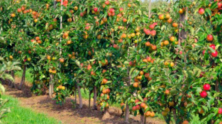 Apple orchard SWITCH fungicide
