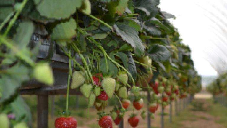 strawberries