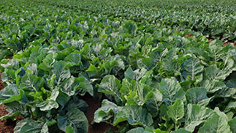 Simodis in Brassicas Thumbnail