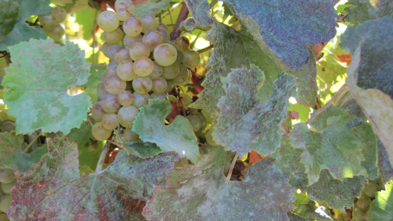 Powdery mildew main