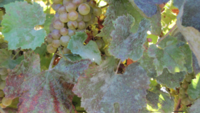 Powdery mildew thumbnail