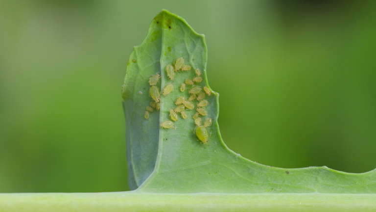 Monitoring for pests like green peach aphid is a crucial part of every integrated pest management plan
