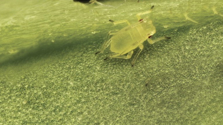 aphid Cruiser 350FS Syngenta