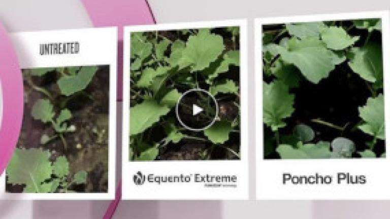 equento extreme canola video