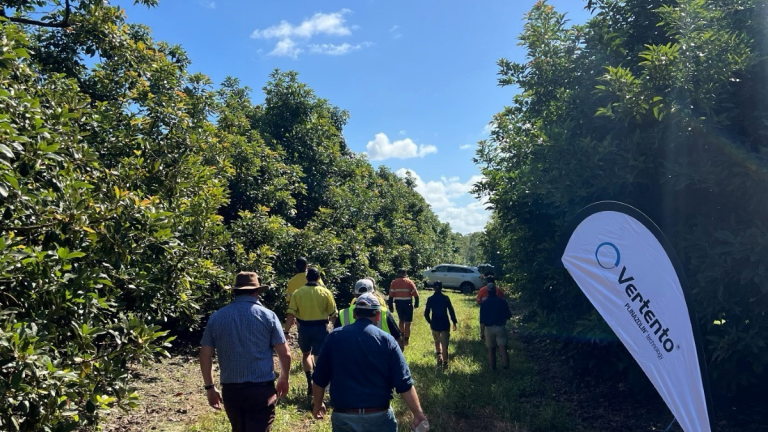 Syngenta Vertento field walk