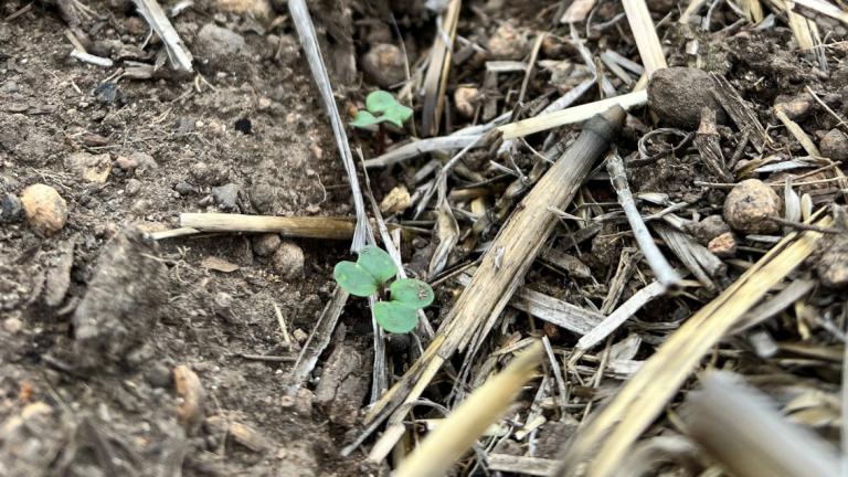 canola seedlings