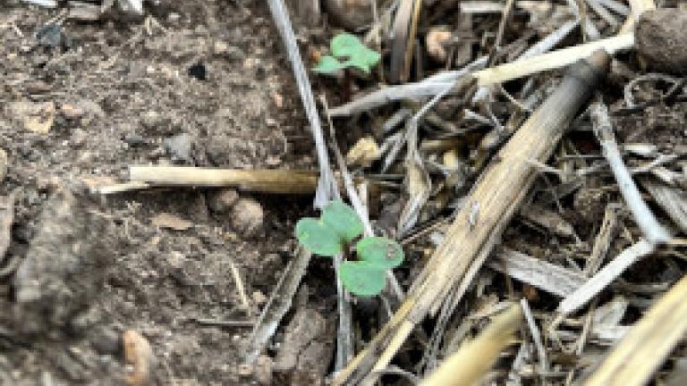 canola seedlings